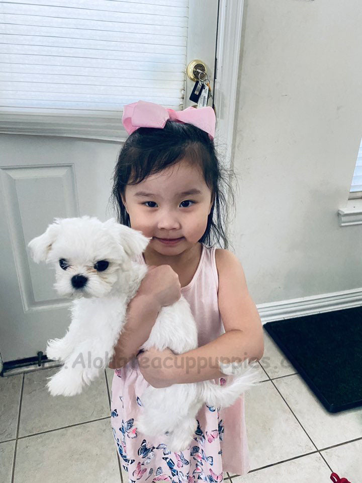MALTESE, ALOHA TEACUP PUPPIES Aloha Teacup Puppies inc