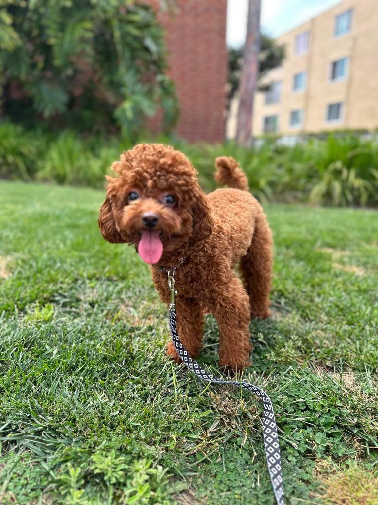 POODLE, ALOHA TEACUP PUPPIES Aloha Teacup Puppies inc