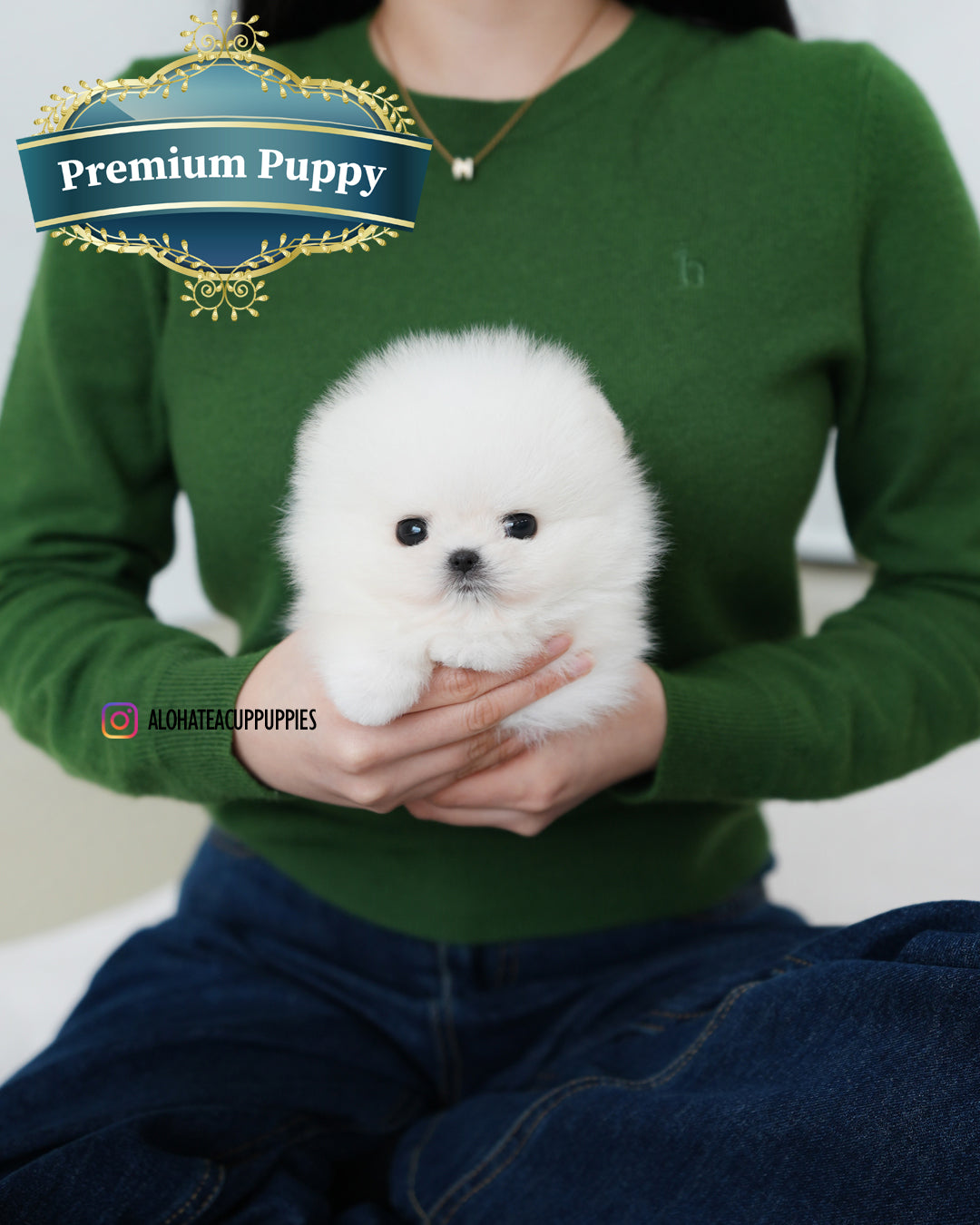 Teacup Pet Craigslist Near Me Pomeranian Craigslist Teacup Puppies