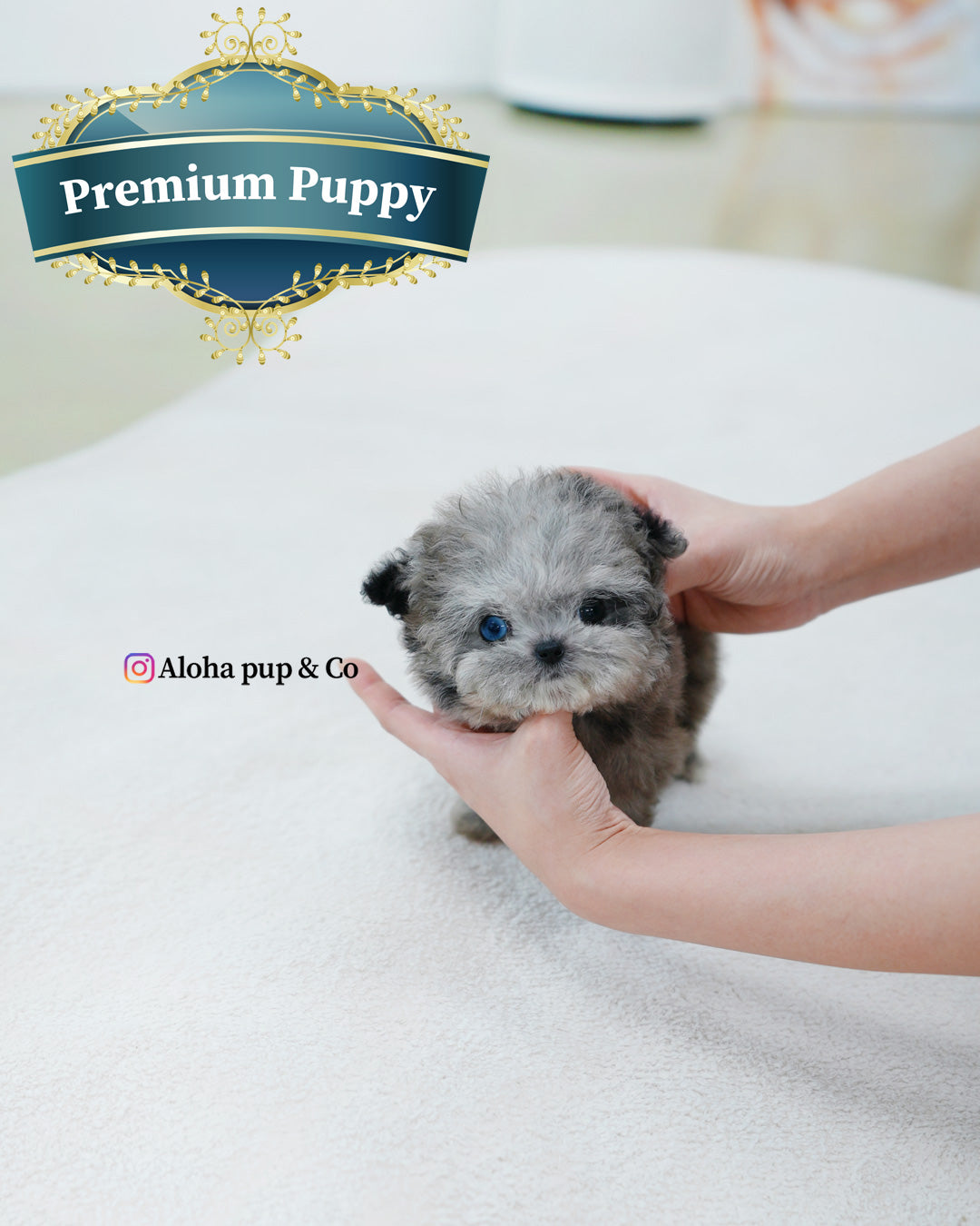 Chanel [TEACUP MALTIPOO] – Aloha Teacup Puppies