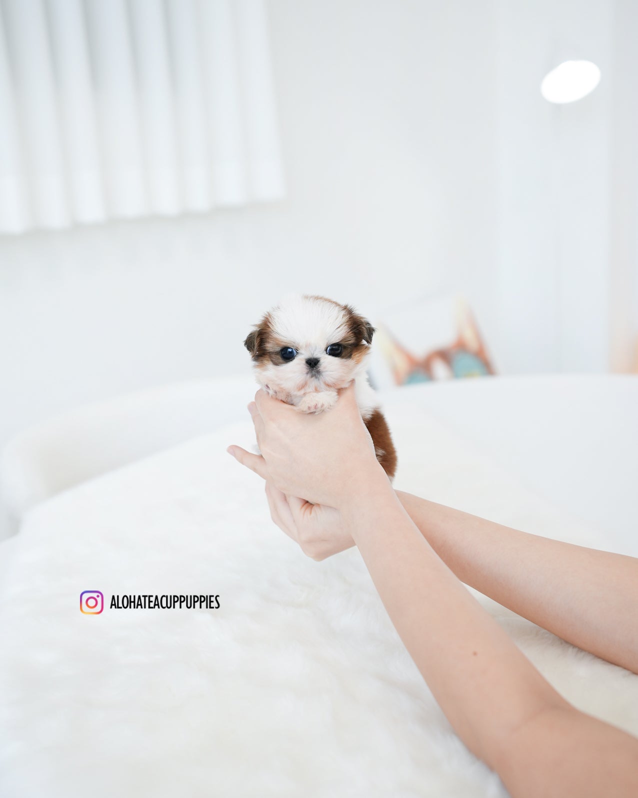 Peach [Teacup SHIHTZU] – Aloha Teacup Puppies