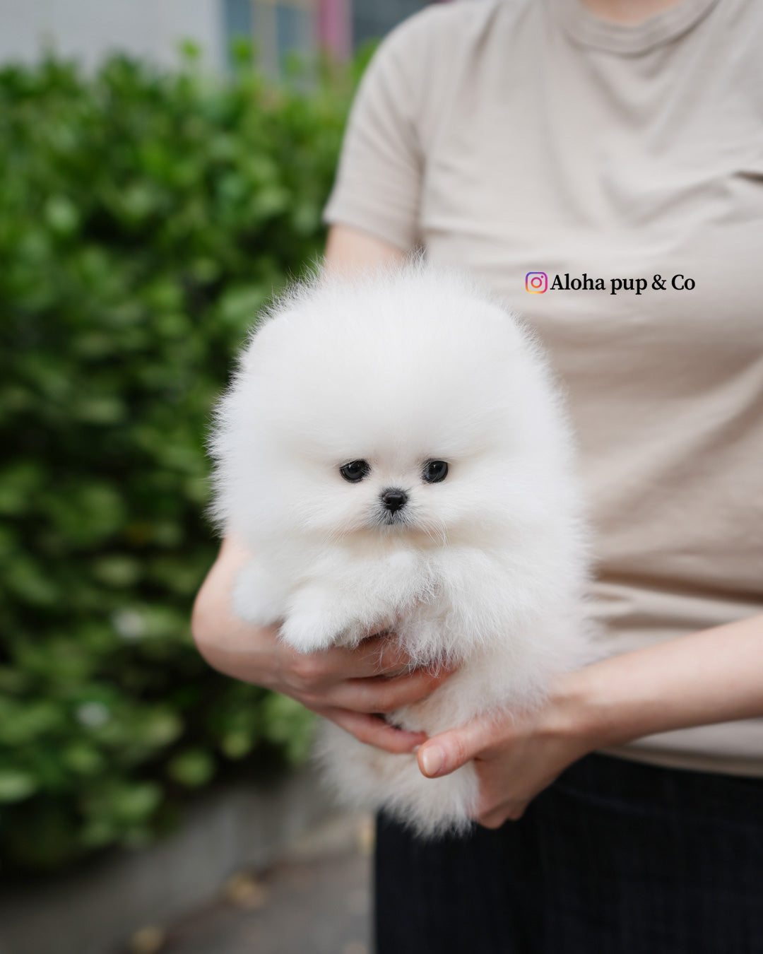 Milk [TEACUP POMERANIAN] – Aloha Teacup Puppies