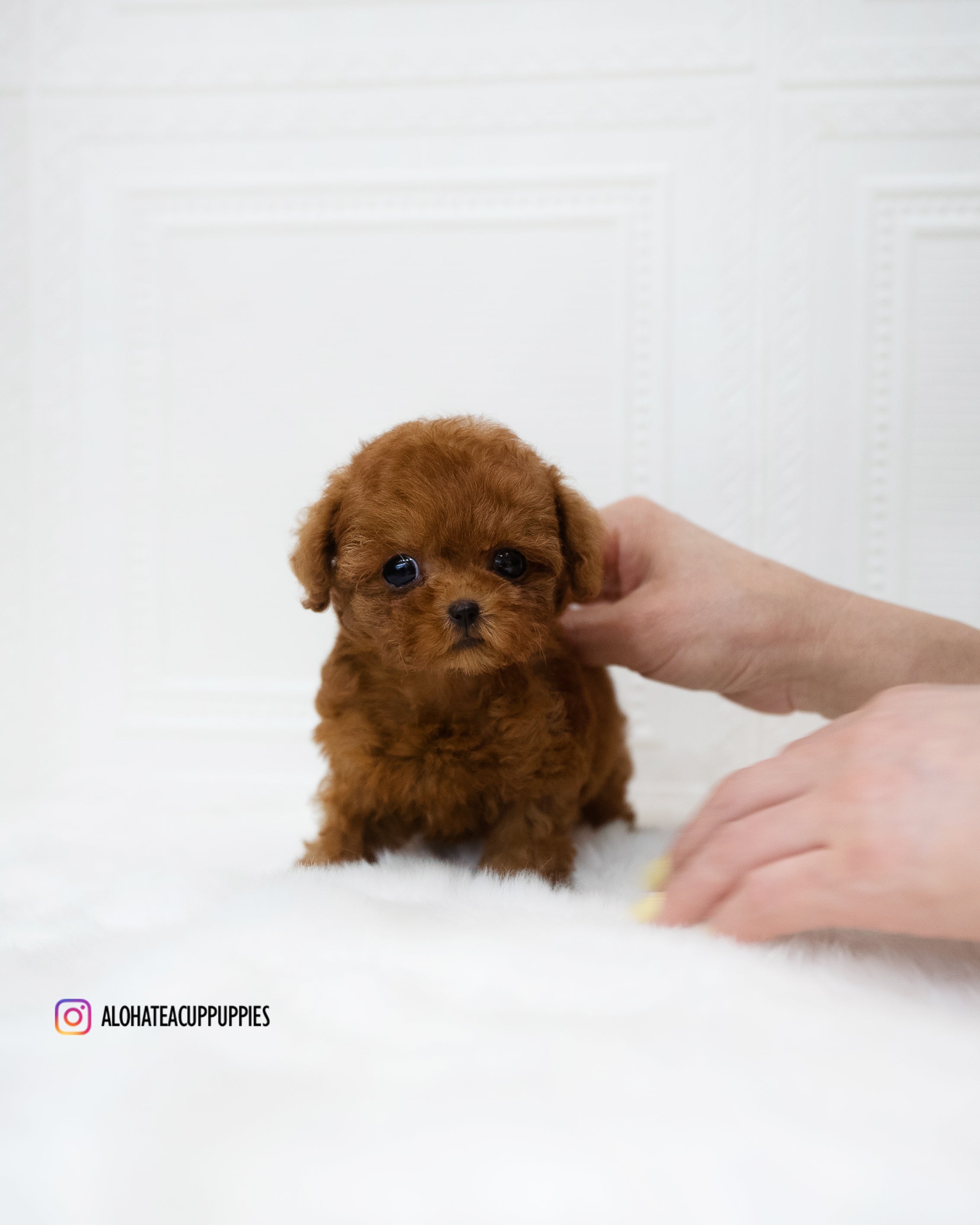 Cinnamon best sale poodle micro