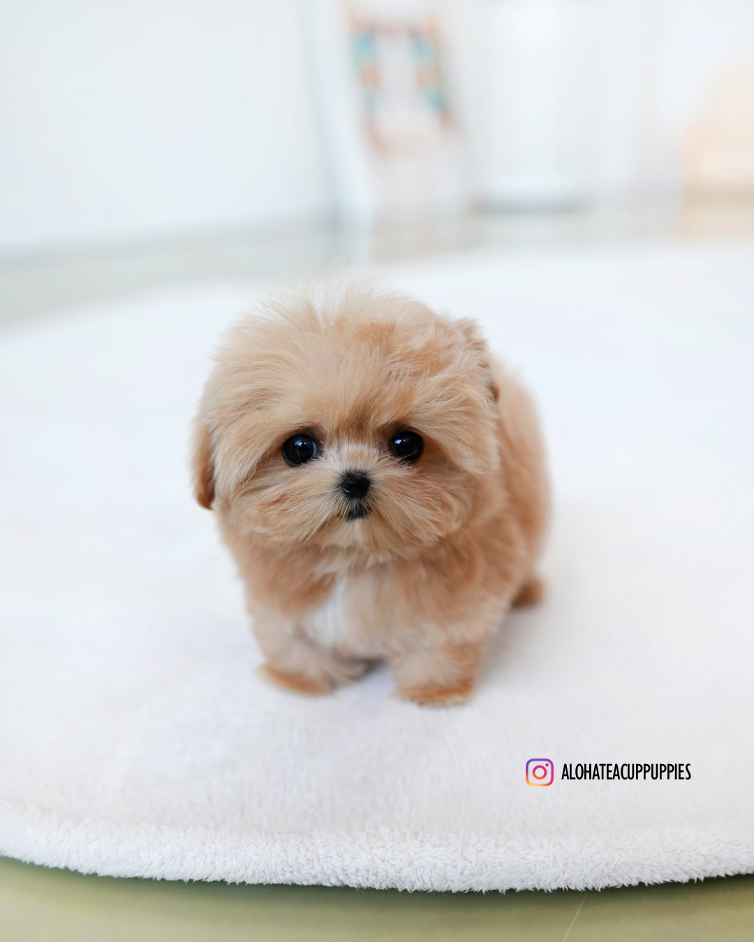 Teacup Teddy Teddy Puppies For Sale Puppies Bear Dogs For Sale