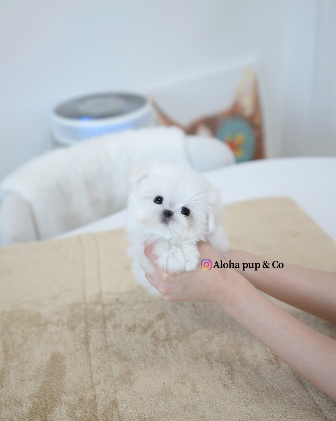 Mini Pomeranian Dog Price HOT Dog Puppy Price Pomeranian Cup