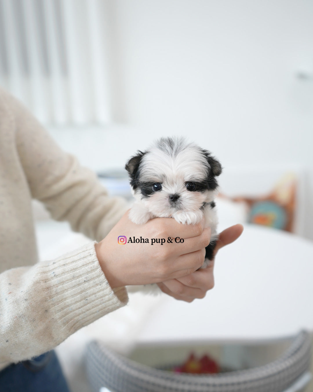 Moo [TEACUP Bibatiz] – Aloha Teacup Puppies