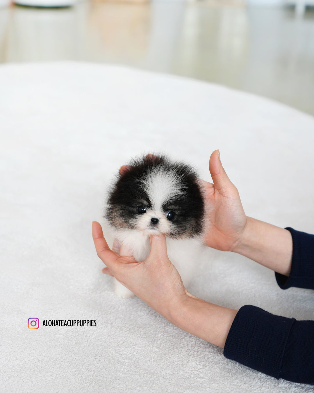 Sage [TEACUP POMERANIAN] – Aloha Teacup Puppies, image size:1080x1350