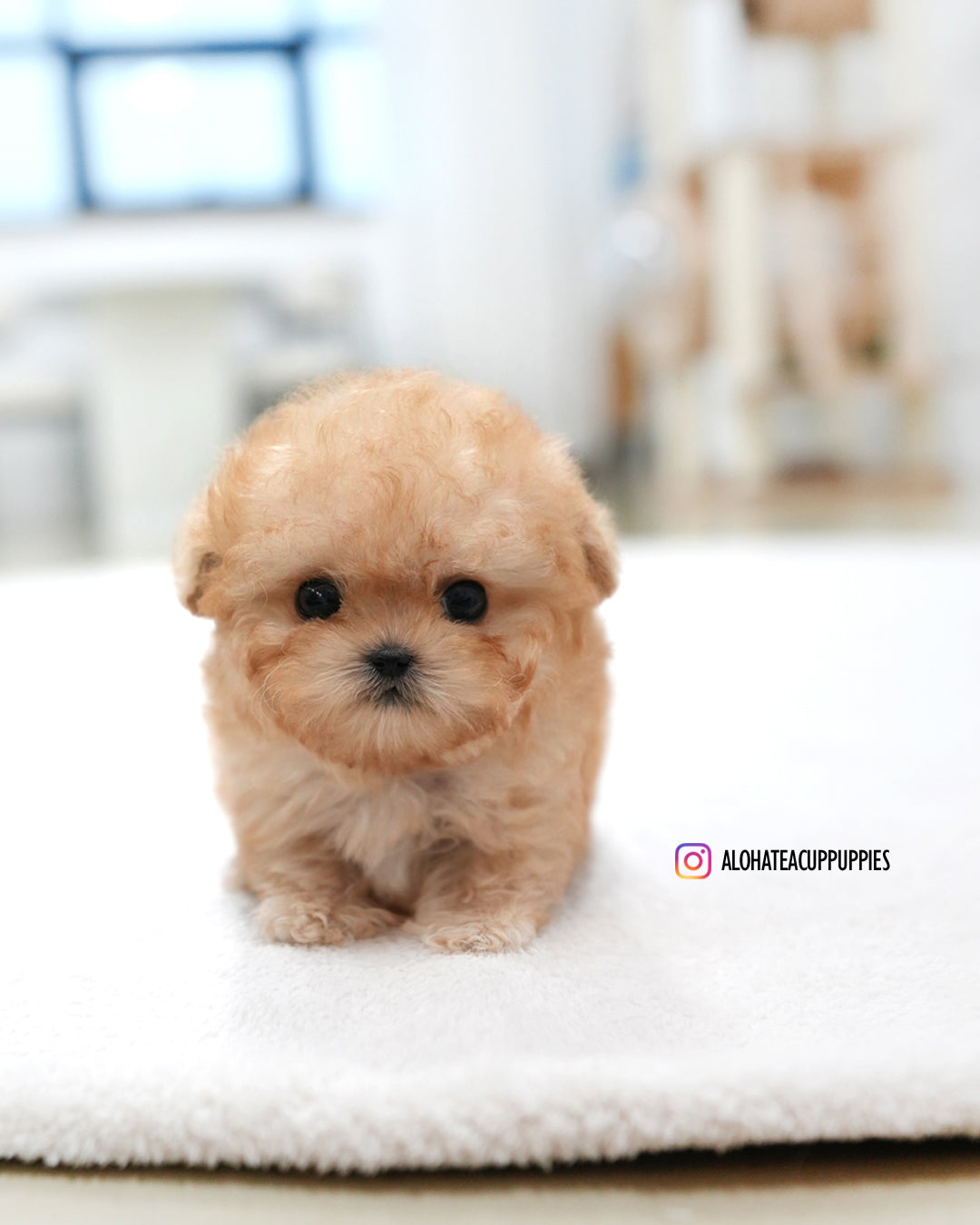 Moon [TEACUP POODLE] – Aloha Teacup Puppies