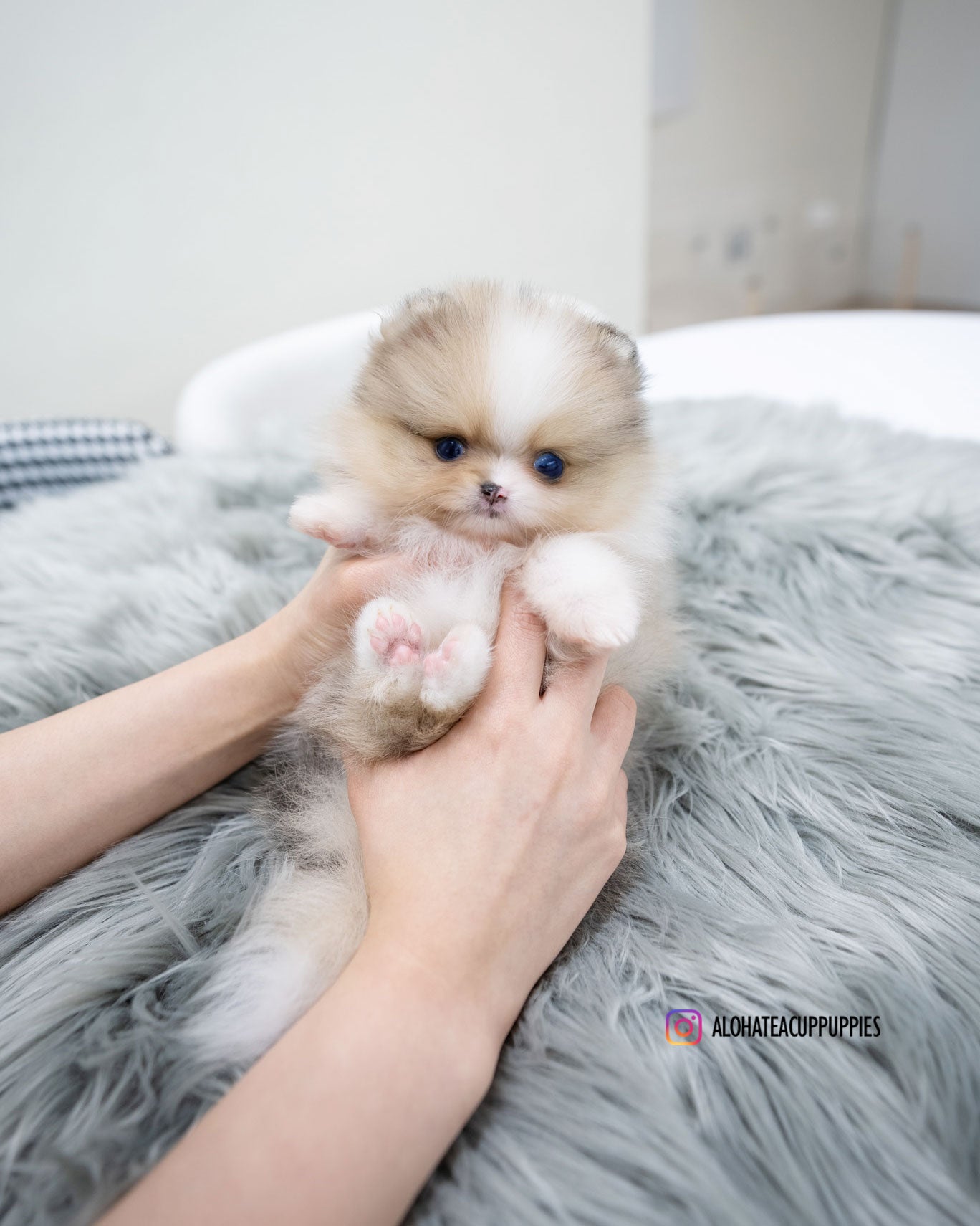 Adoption Pomeranian Puppy Breeders Pom Pet Rescue Pomeranian