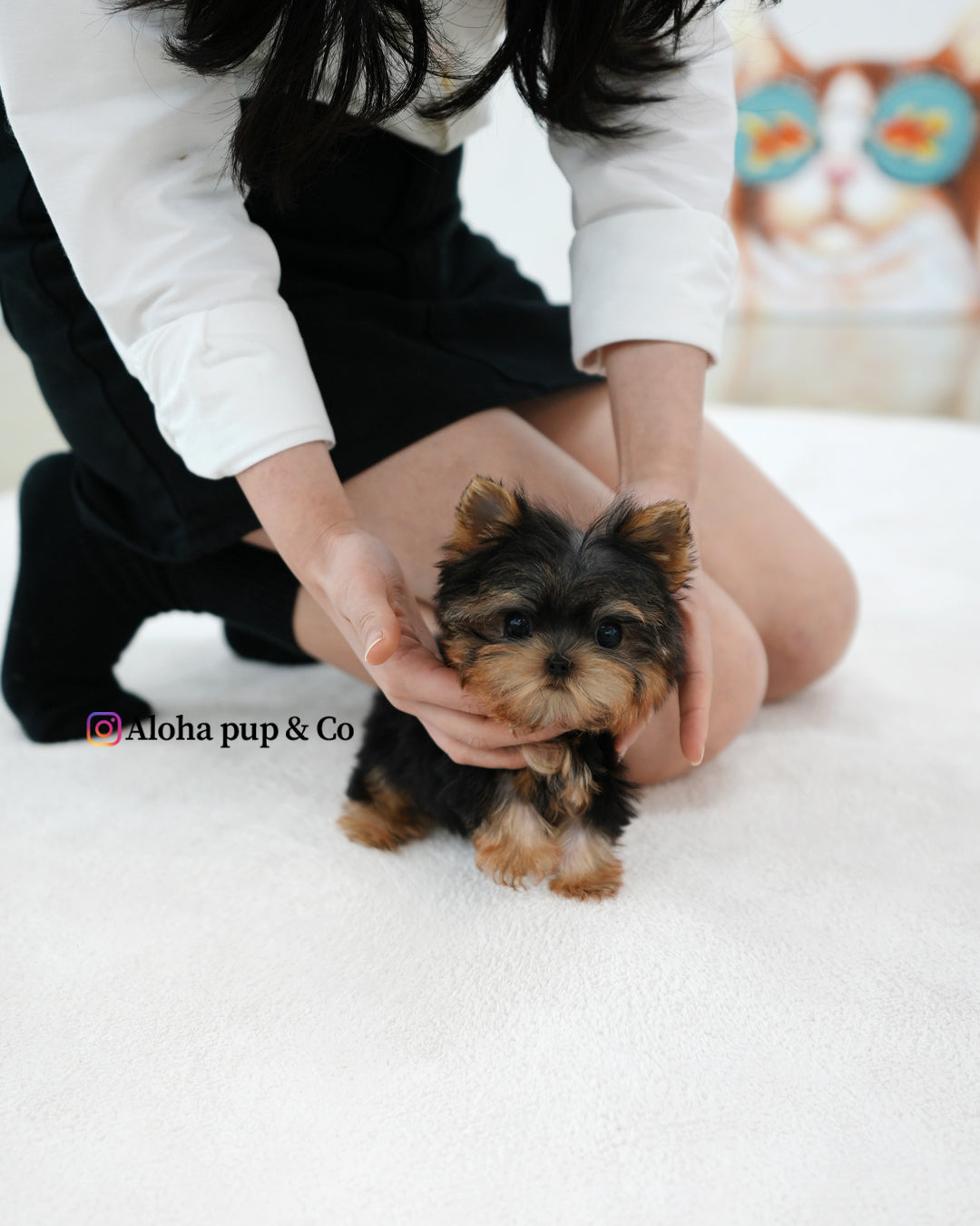 Small Dogs Free Teacup Yorkies For Adoption Teacup Puppies For