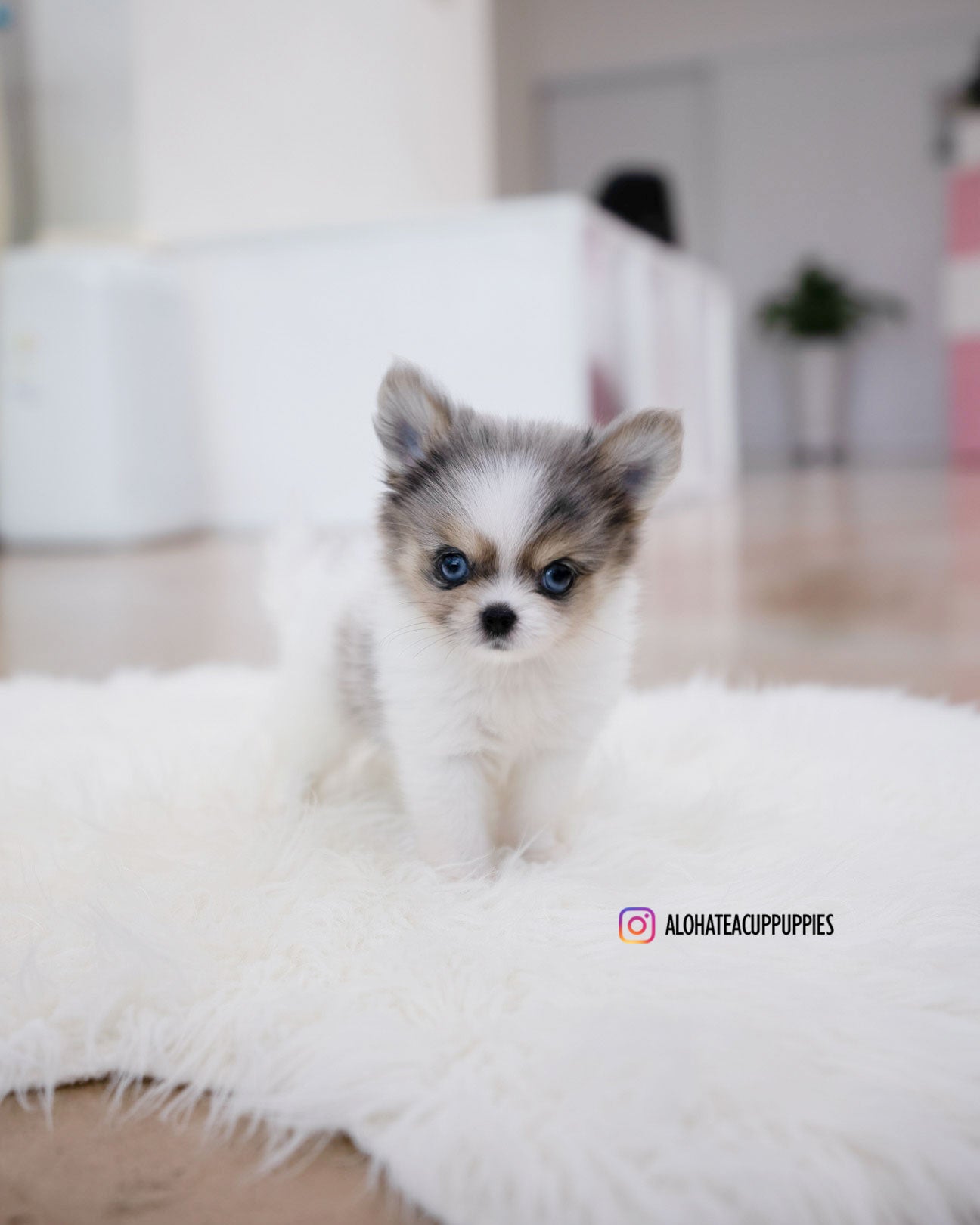 Teacup pomeranian husky shops mix