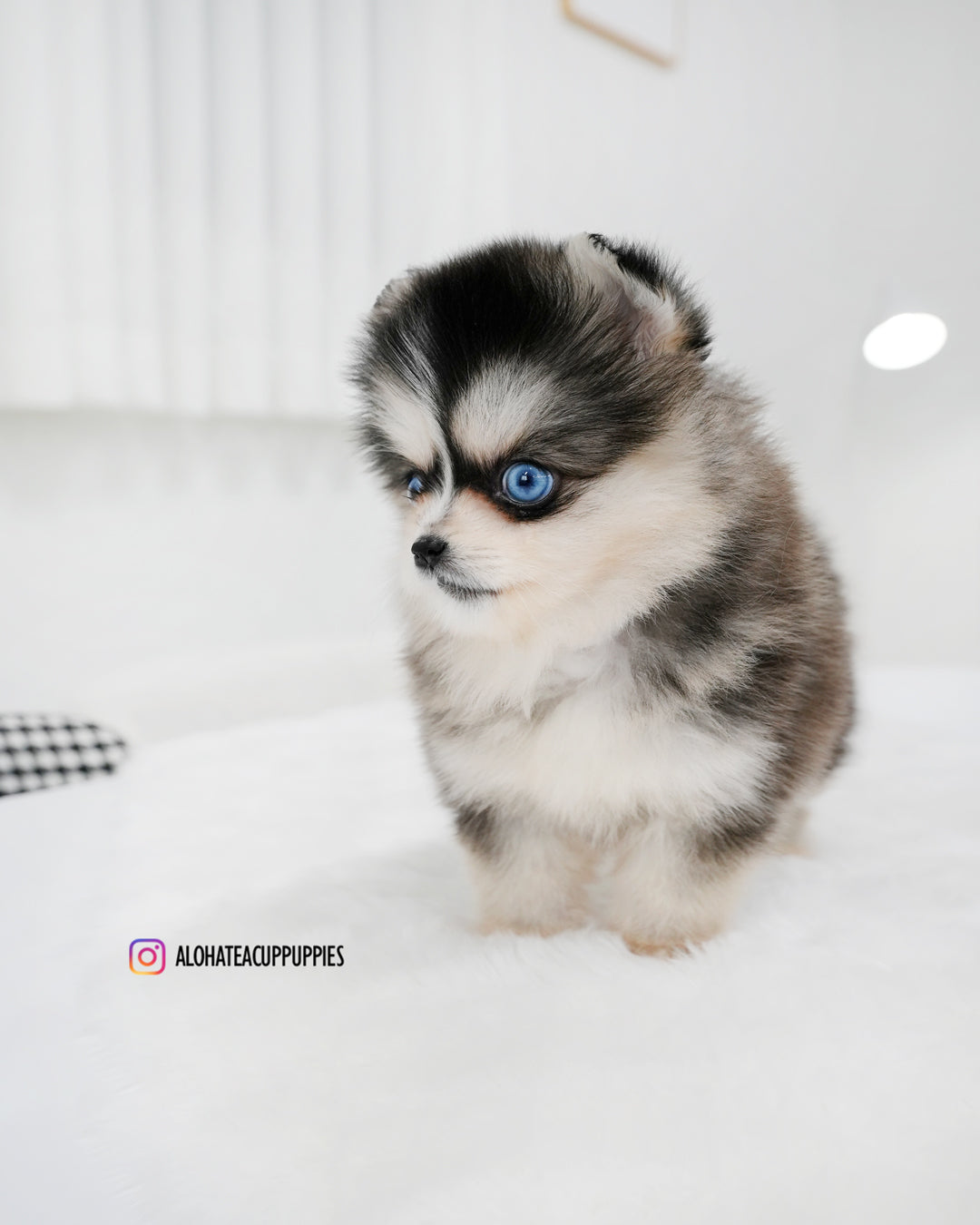 Lala [TEACUP POMSKY] – Aloha Teacup Puppies