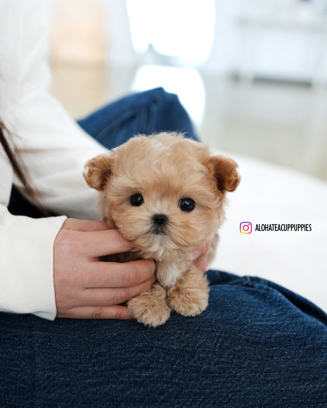 Teacup Puppies For Tan Maltipoo For Sale Full Grown Teacup Apricot