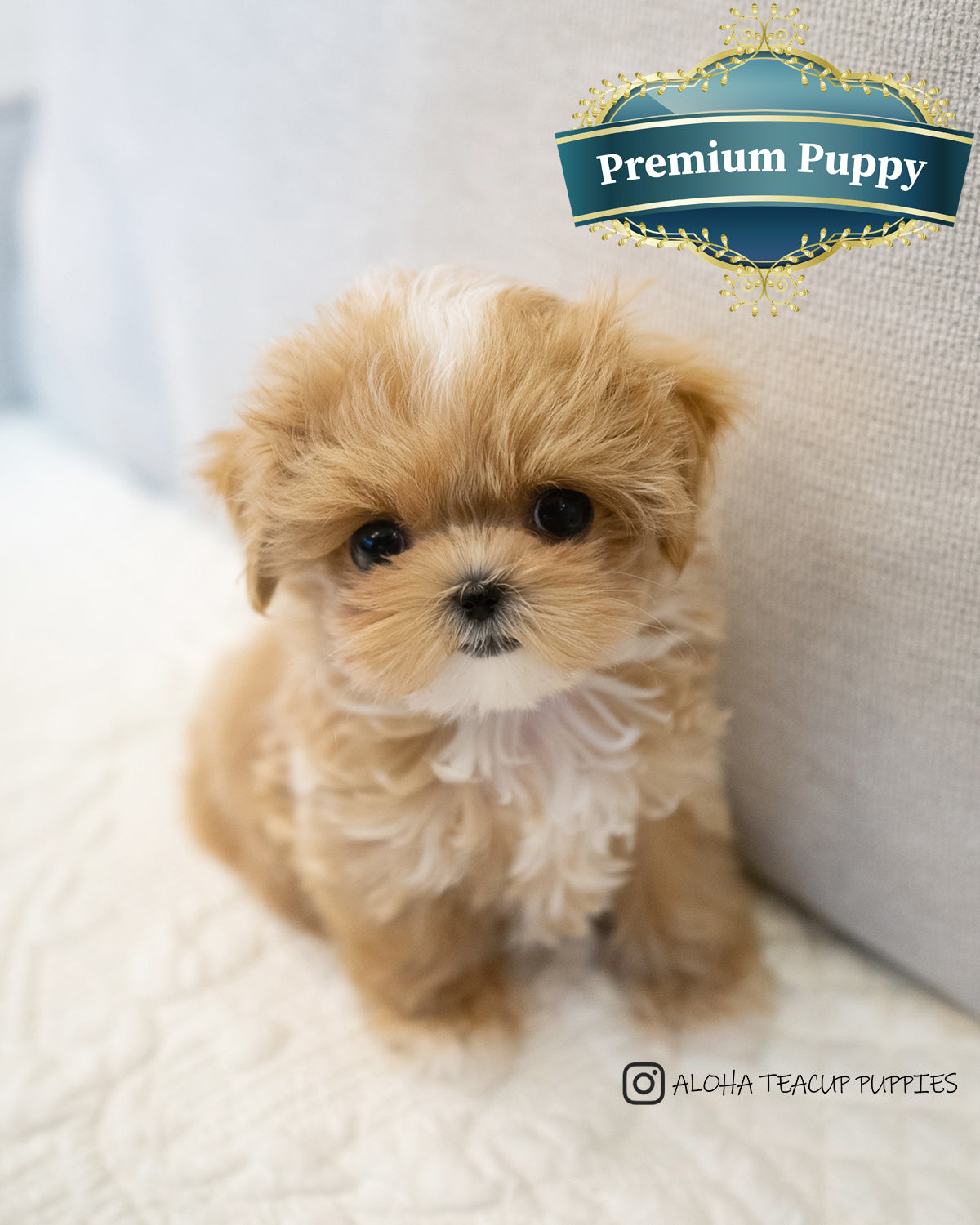 Hypoallergenic Teacup Maltipoo Maltipoo Teacup Puppies For Sale