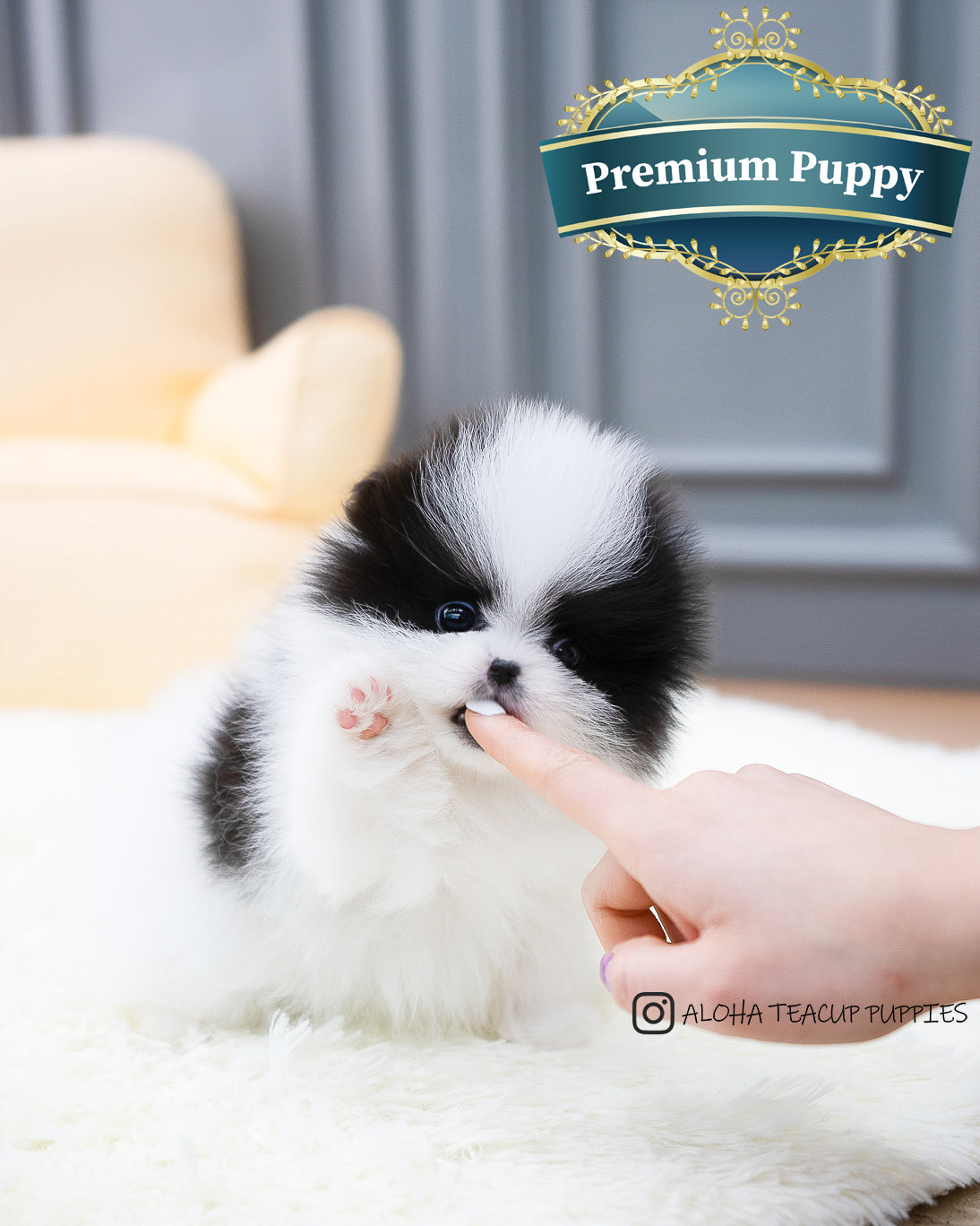 Linda [TEACUP Pomeranian] – Aloha Teacup Puppies