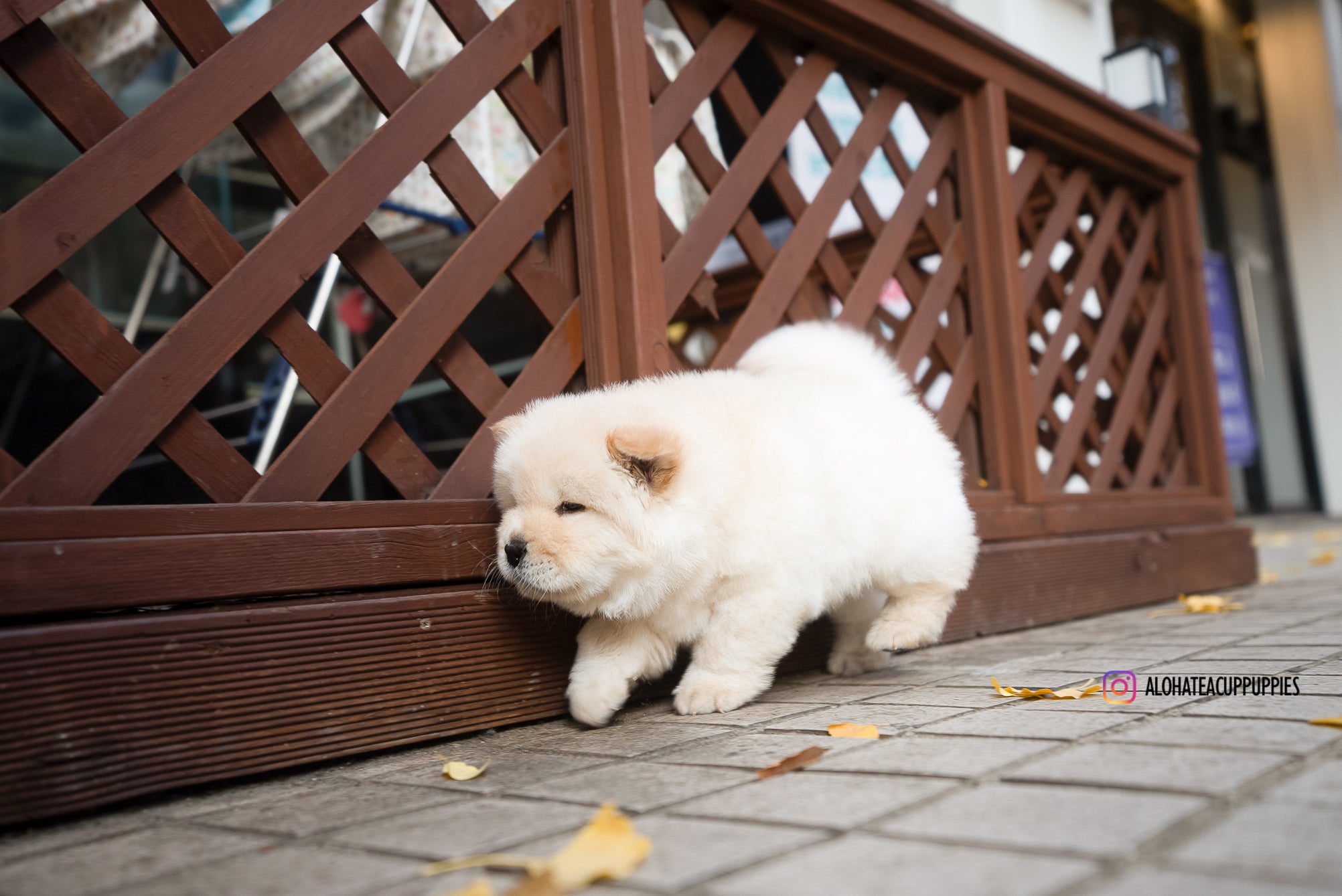 Chow Pups Chow Chow For Sale Chow Pups White Chow Chow Dog Price
