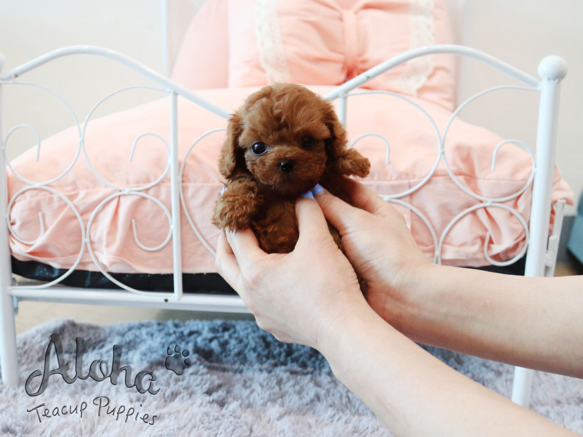 Korean micro hot sale teacup poodle