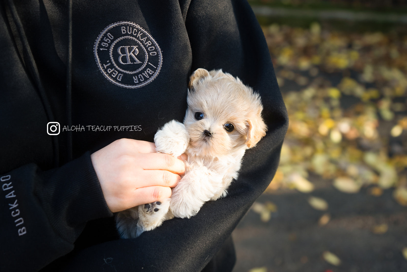 Puppies Boutique Rolly Teacup Puppies Prijs Rolly Teacup Puppies