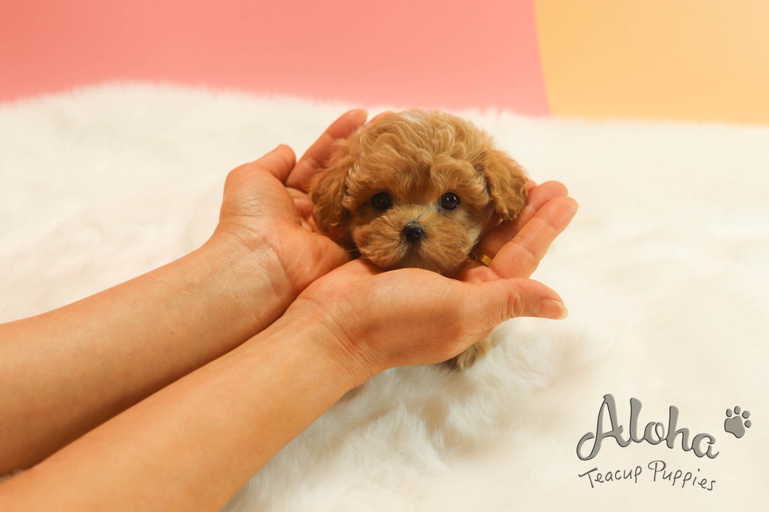 Teacup poodle clearance prix