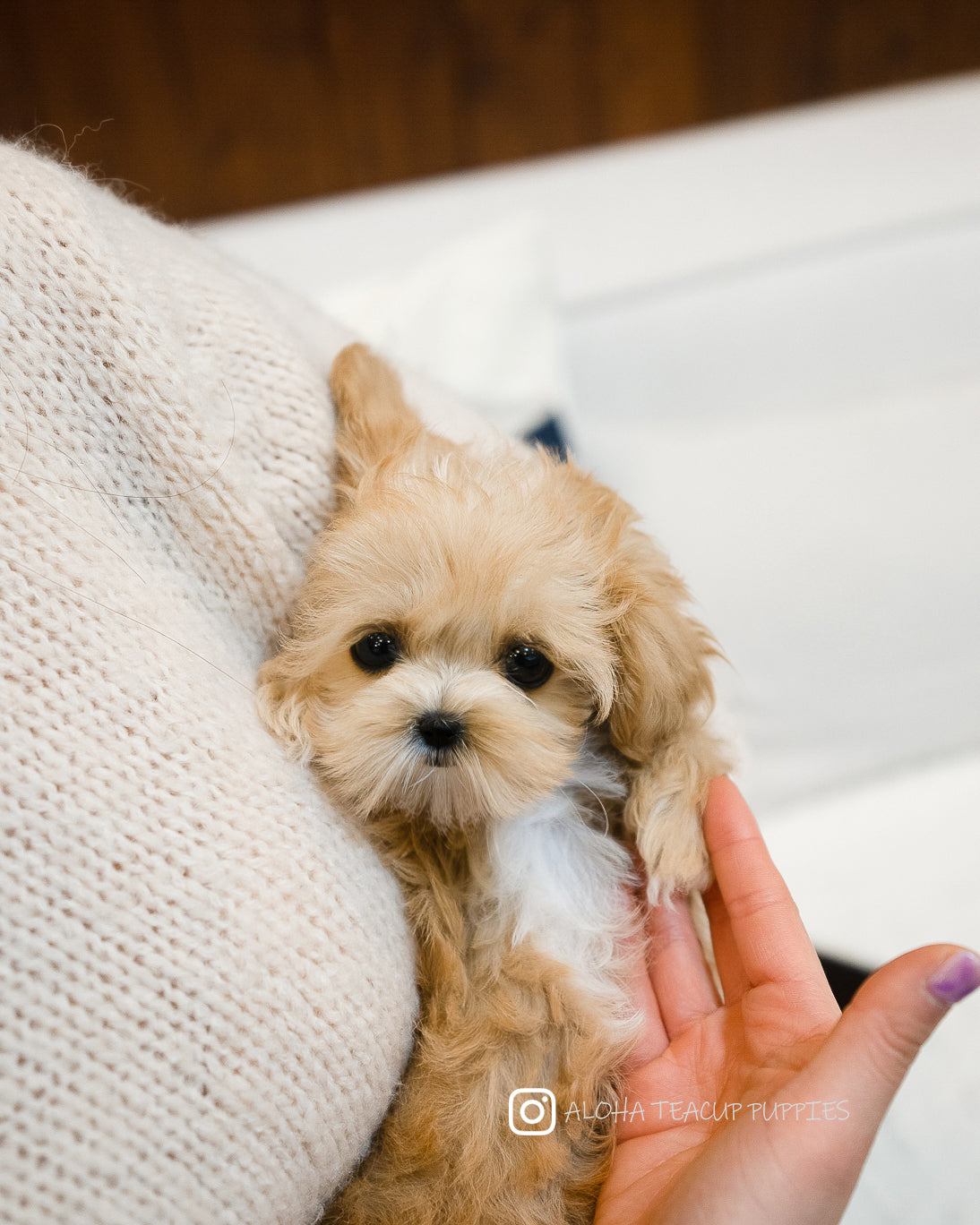 Keily [TEACUP MALTIPOO] – Aloha Teacup Puppies