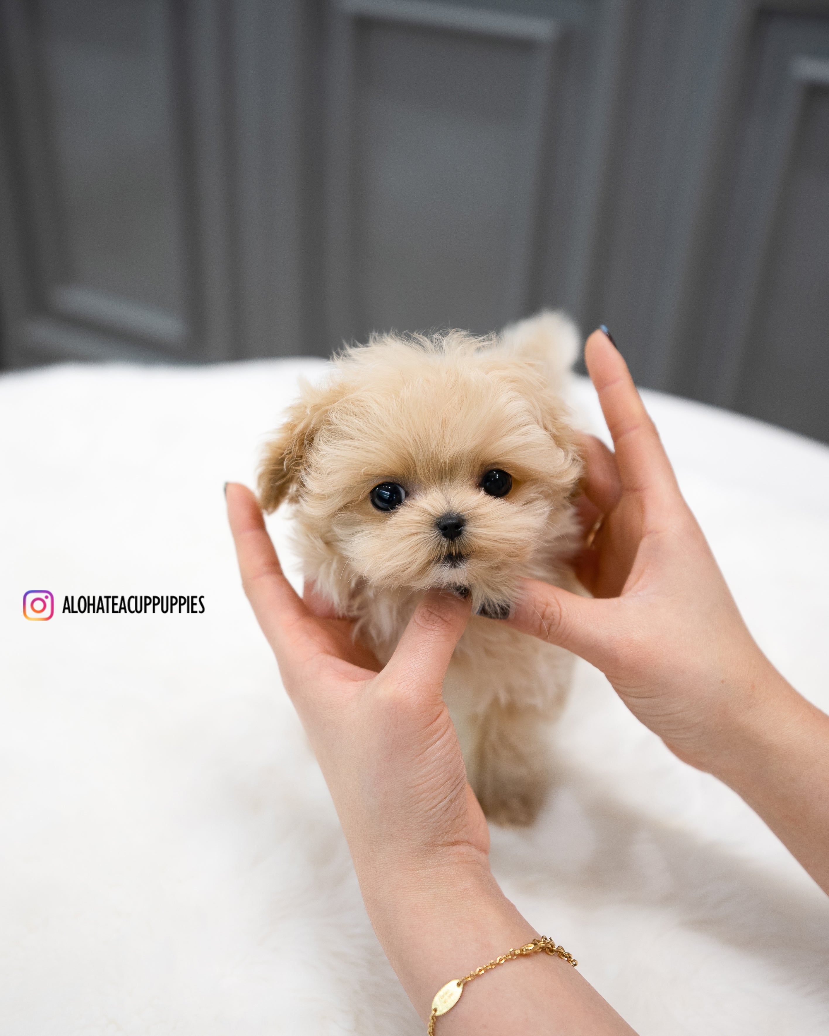Teacup Bichon Maltipoo Puppies Teacup Maltipoo Puppies Week