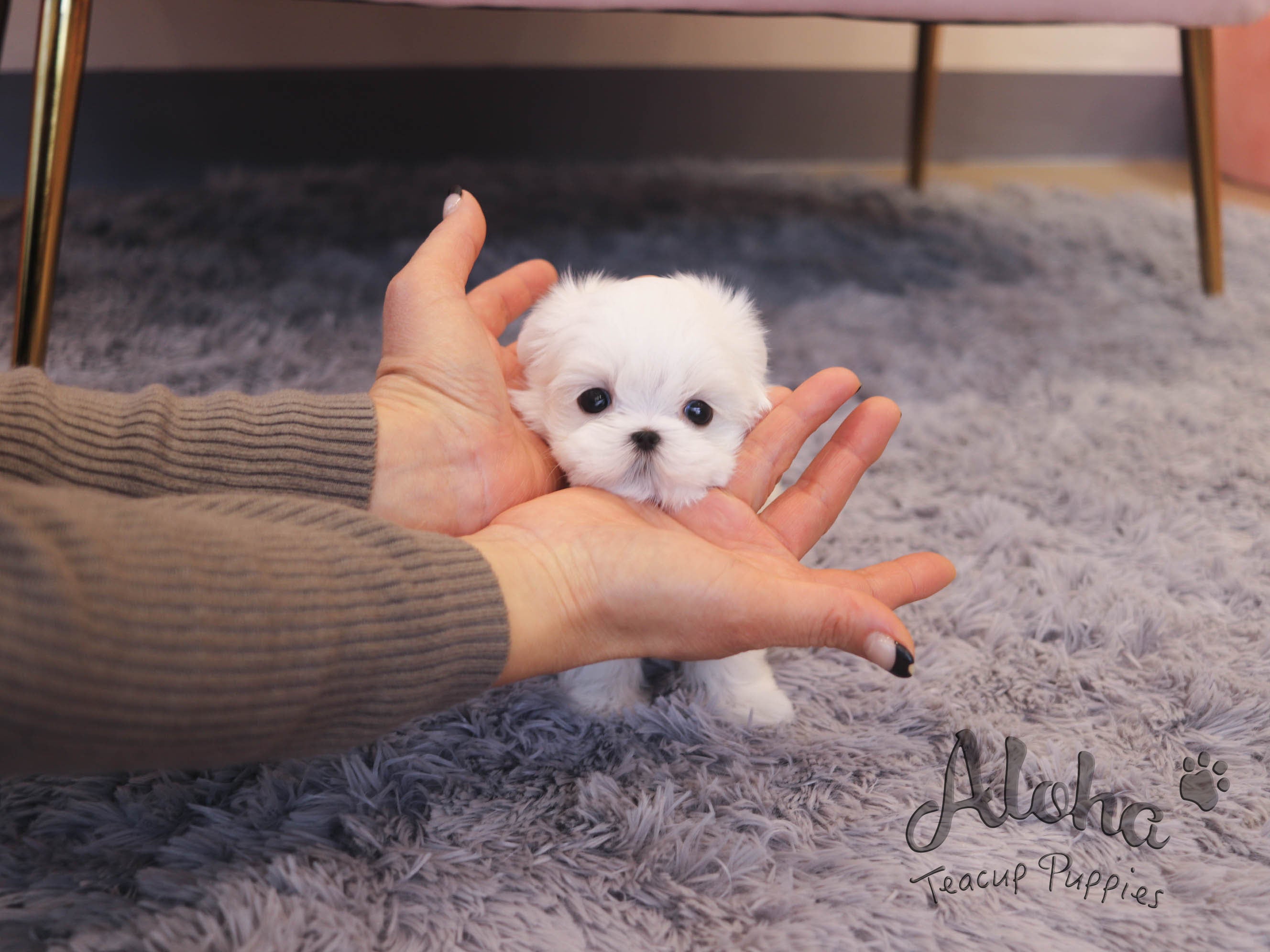 WILLY TEACUP MALTESE Aloha Teacup Puppies inc