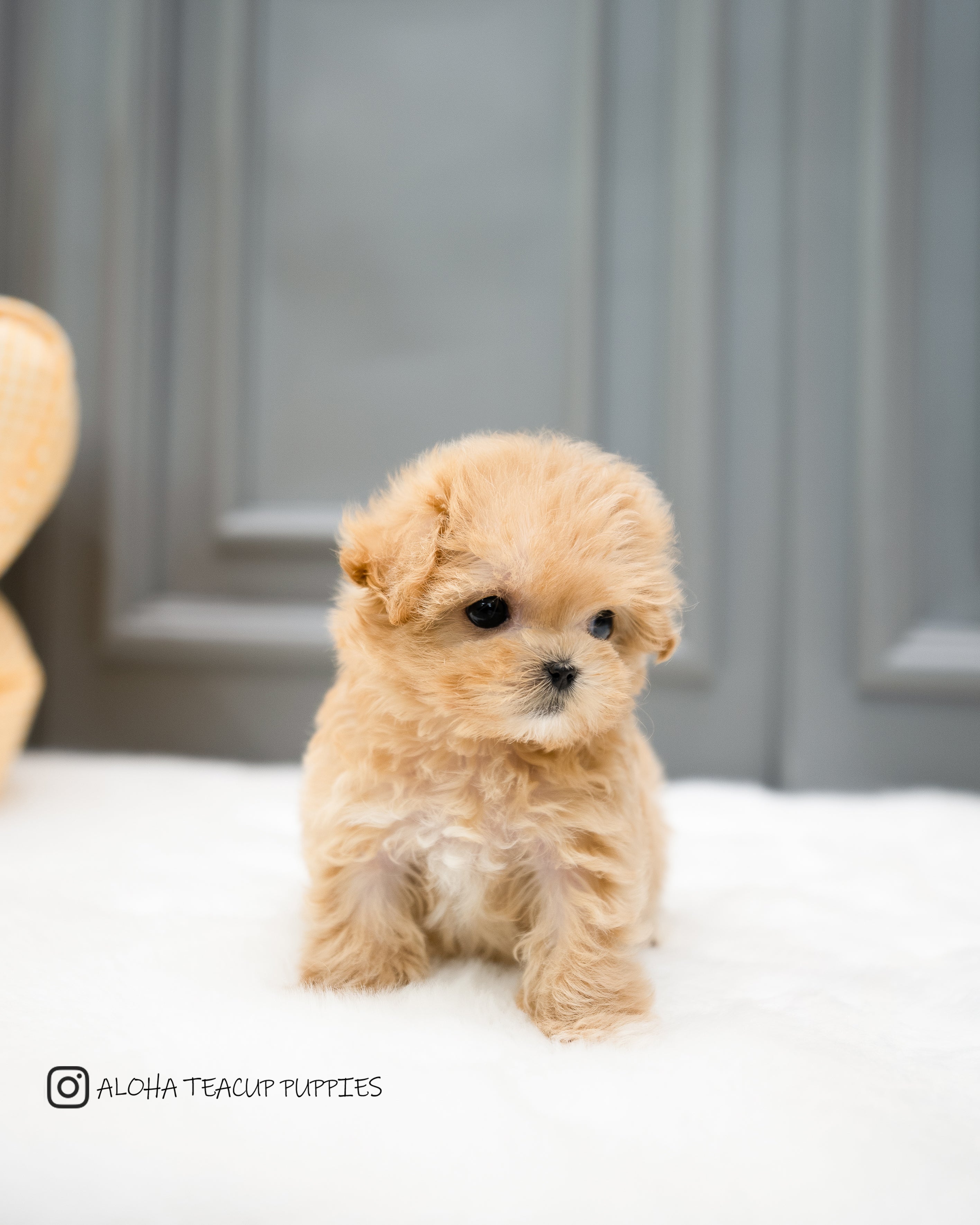 Cream Maltipoo Cream Colored Maltipoo Cream Colored Maltipoo Cream