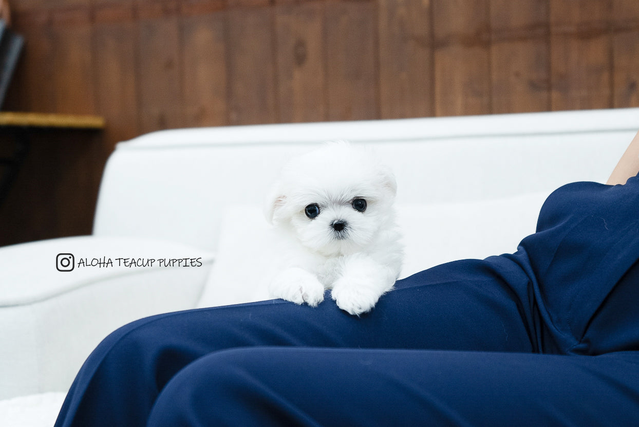 Bono [TEACUP MALTESE] – Aloha Teacup Puppies