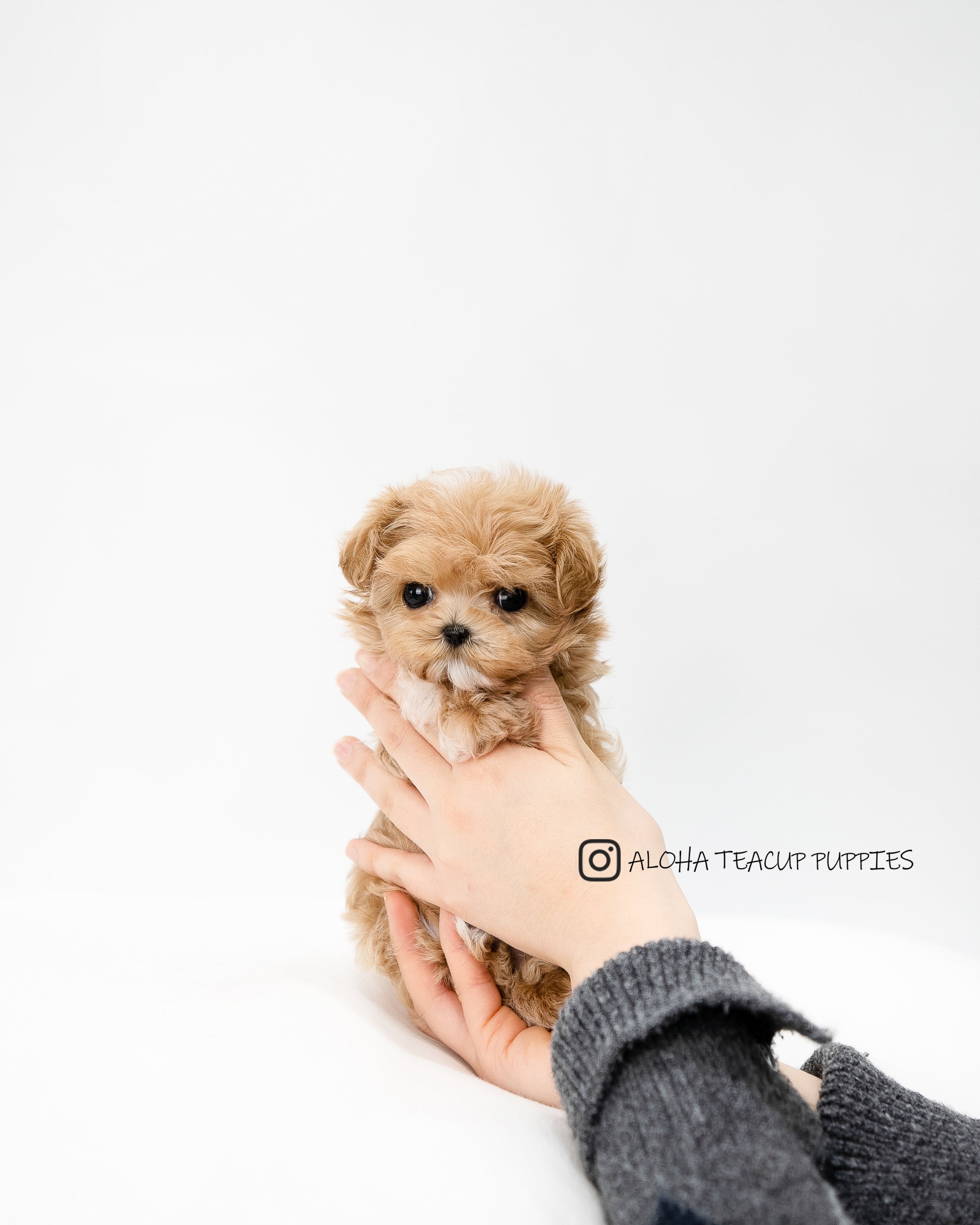 Maltipoo Puppies Teacup Puppies For Sale Cheap Near Me Maltipoo