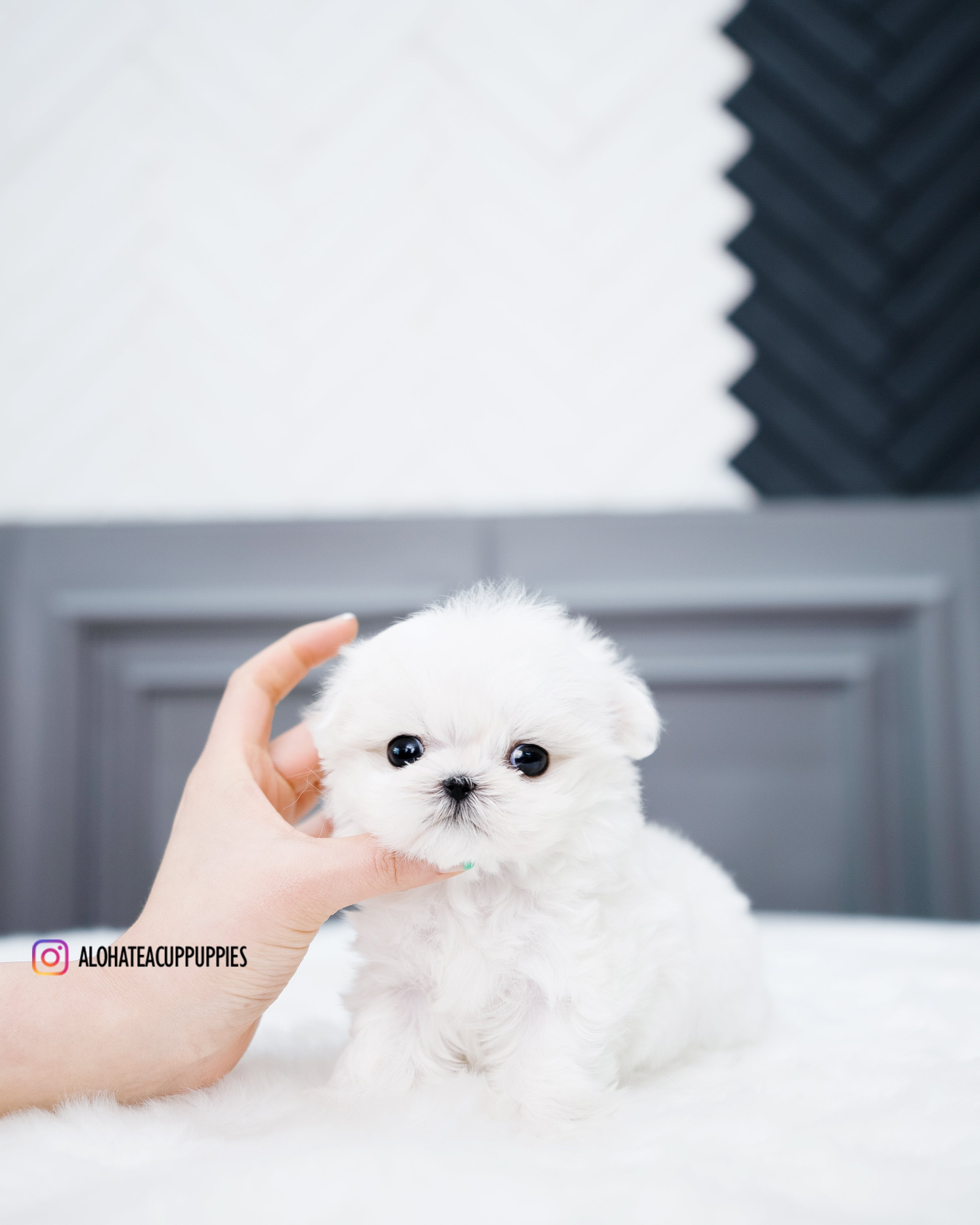 Teacup Maltese Puppy Tiniest Teacup Puppies Teacup Puppies