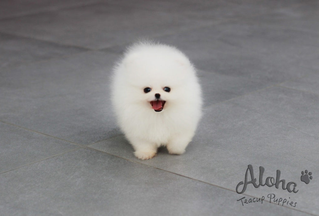 Aloha teacup fashion puppies