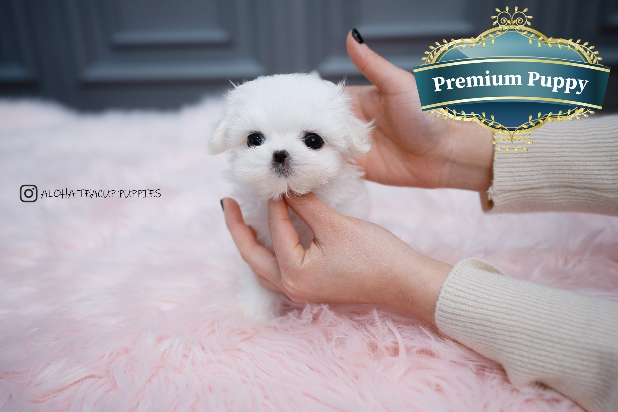 Maltese Pups Maltese Dog Gumtree Teacup Maltese Puppies Small Dogs