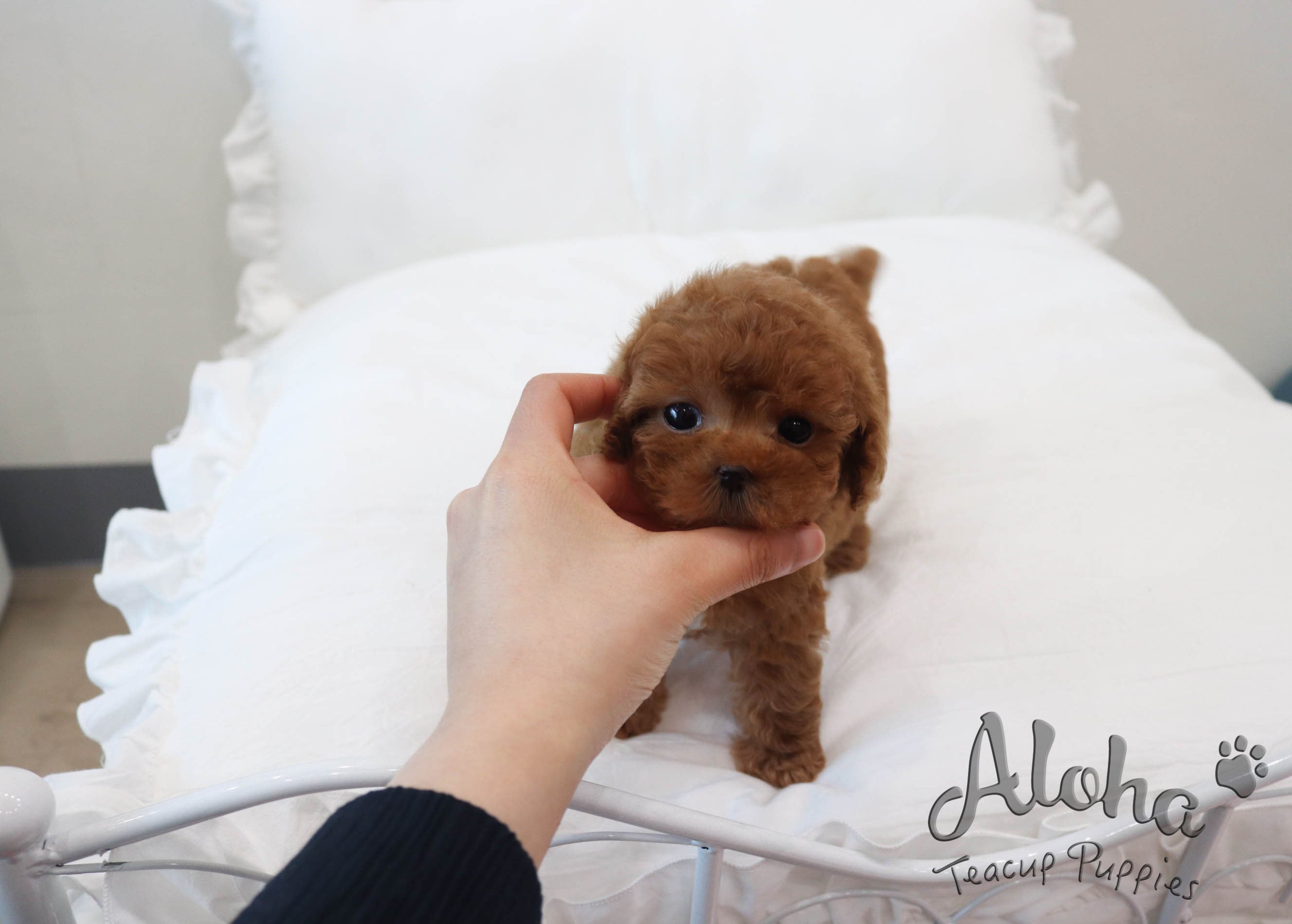 Teacup cinnamon 2024 micro poodle