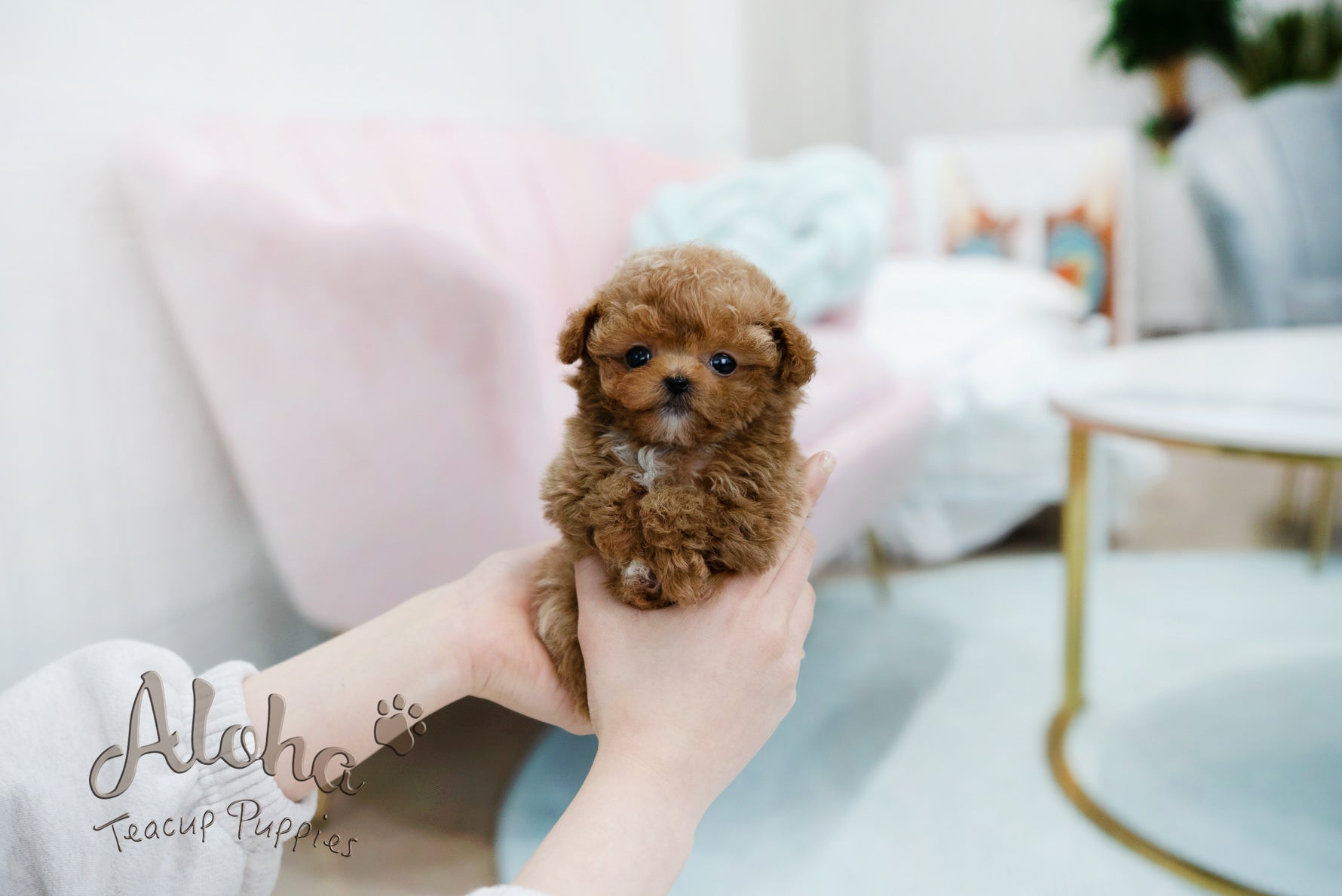 Peanut TEACUP POODLE Aloha Teacup Puppies inc