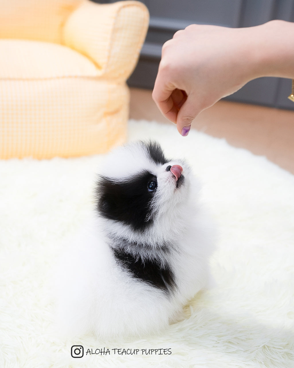 Teacup Puppies Kijiji Teacup Pomeranian Linda [TEACUP Pomeranian