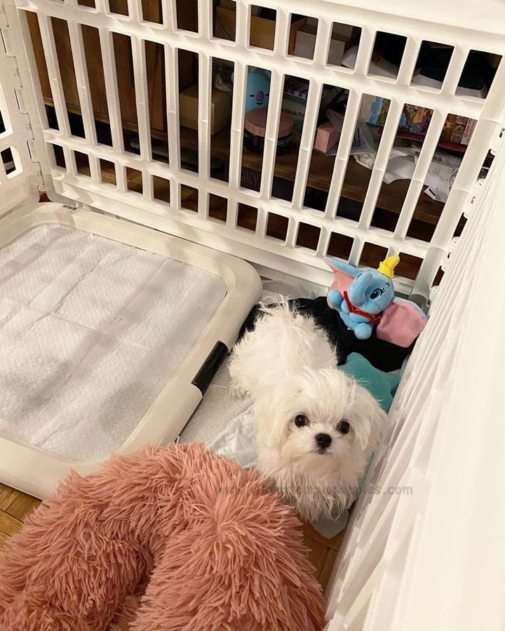 MALTESE, ALOHA TEACUP PUPPIES