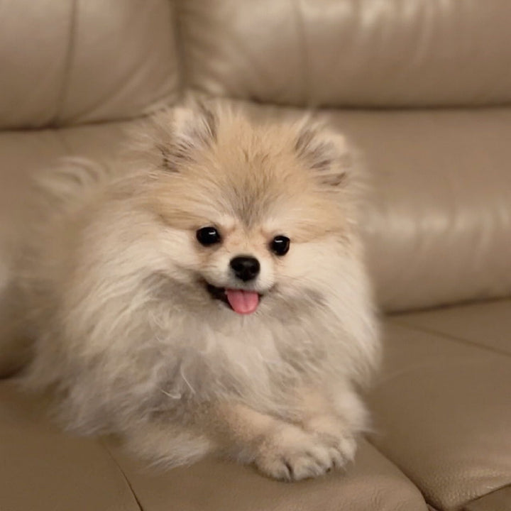 POMERANIAN, ALOHA TEACUP PUPPIES