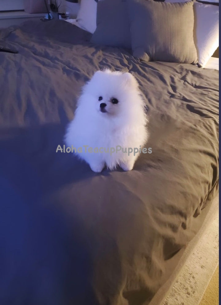 POMERANIAN, ALOHA TEACUP PUPPIES