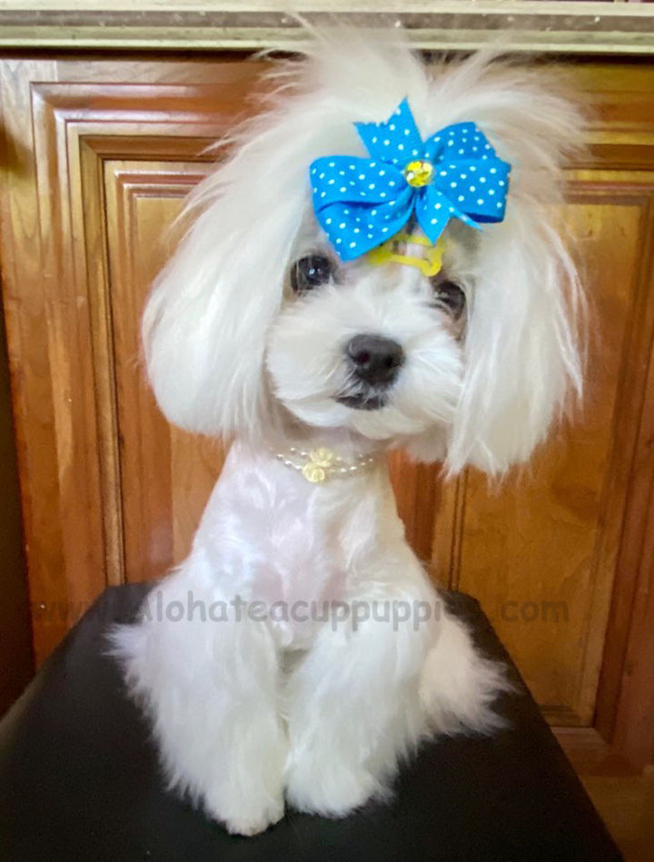 MOMO, ALOHA TEACUP PUPPIES