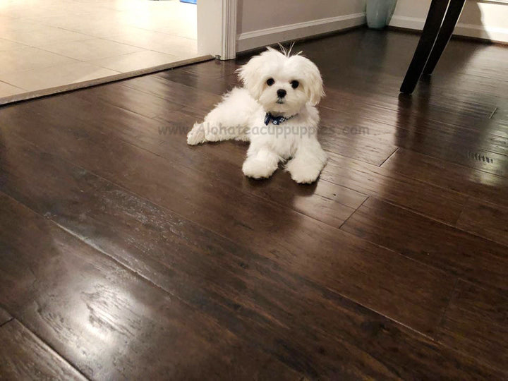 MALTESE, ALOHA TEACUP PUPPIES