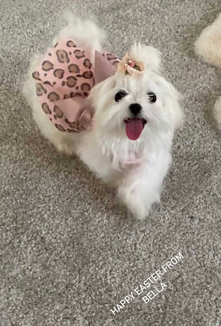 MALTESE, ALOHA TEACUP PUPPIES