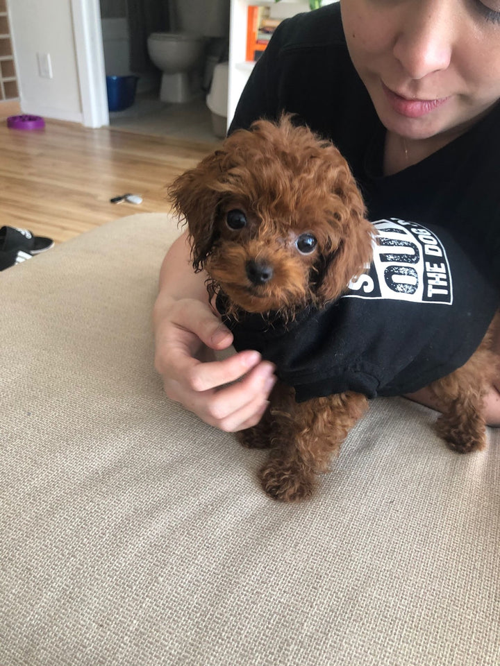 POODLE, ALOHA TEACUP PUPPIES