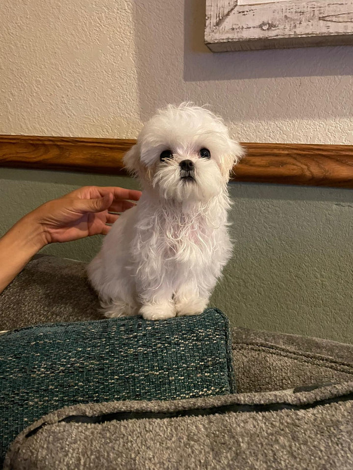 MALTESE, ALOHA TEACUP PUPPIES