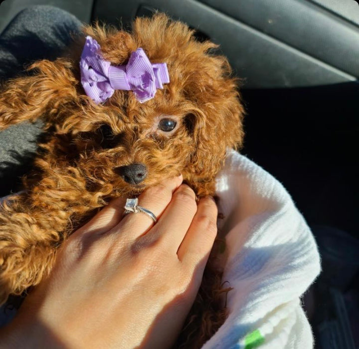 POODLE, ALOHA TEACUP PUPPIES