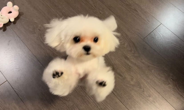 MALTESE, ALOHA TEACUP PUPPIES