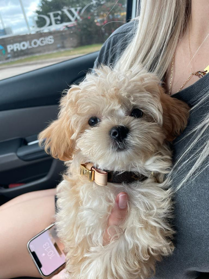 MALTIPOO, ALOHA TEACUP PUPPIES