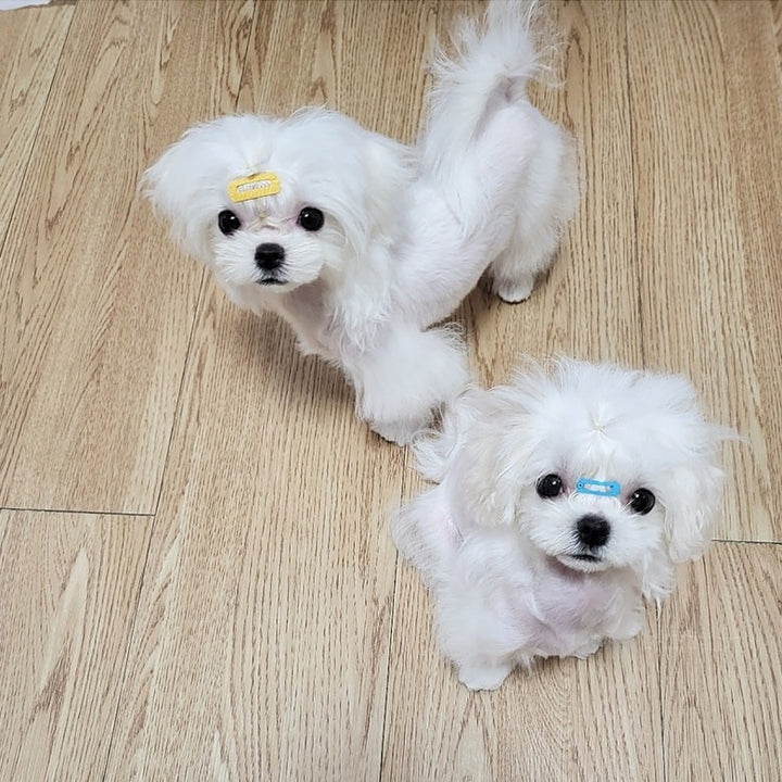 MALTESE, ALOHA TEACUP PUPPIES