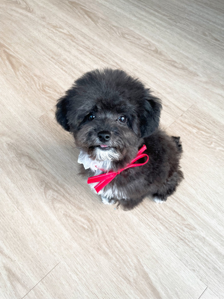 POODLE, ALOHA TEACUP PUPPIES