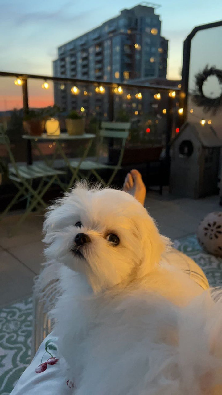 MALTESE, ALOHA TEACUP PUPPIES