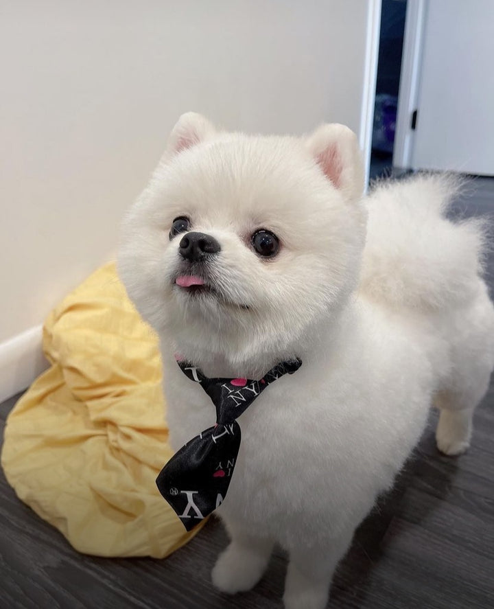 POMERANIAN, ALOHA TEACUP PUPPIES